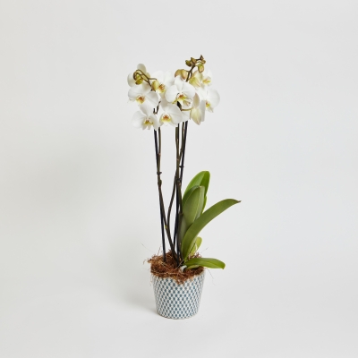 Classic Phalaenopsis Orchid