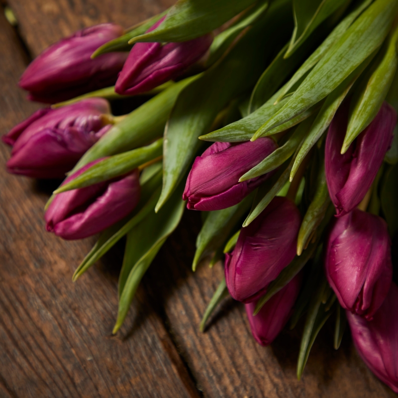 Tulips of your choice