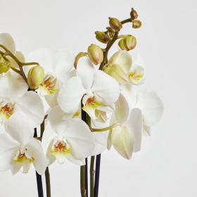 Classic Phalaenopsis Orchid