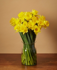 Daffodil in a vase