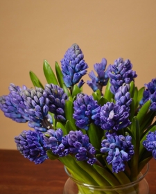 Hyacinth in a vase