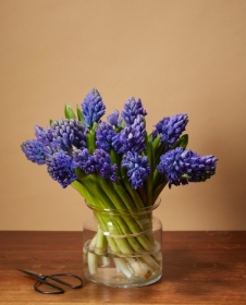 Hyacinth in a vase