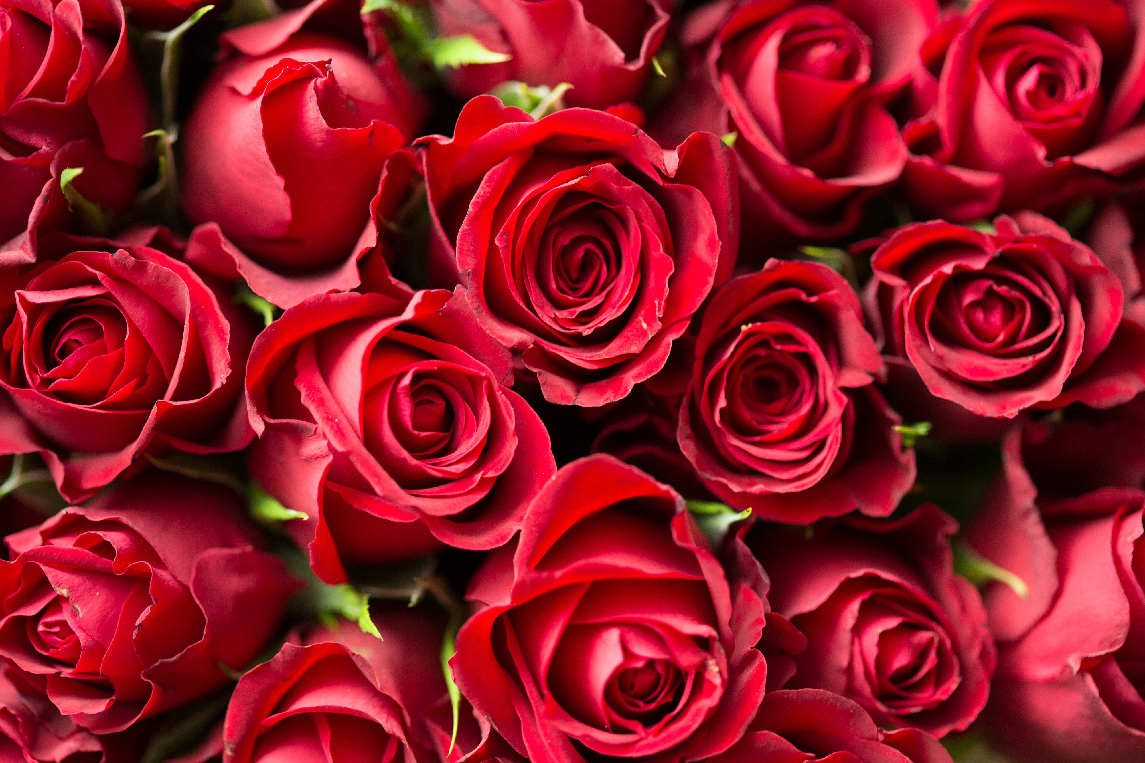10 Roses ideas  rose, , valentines roses
