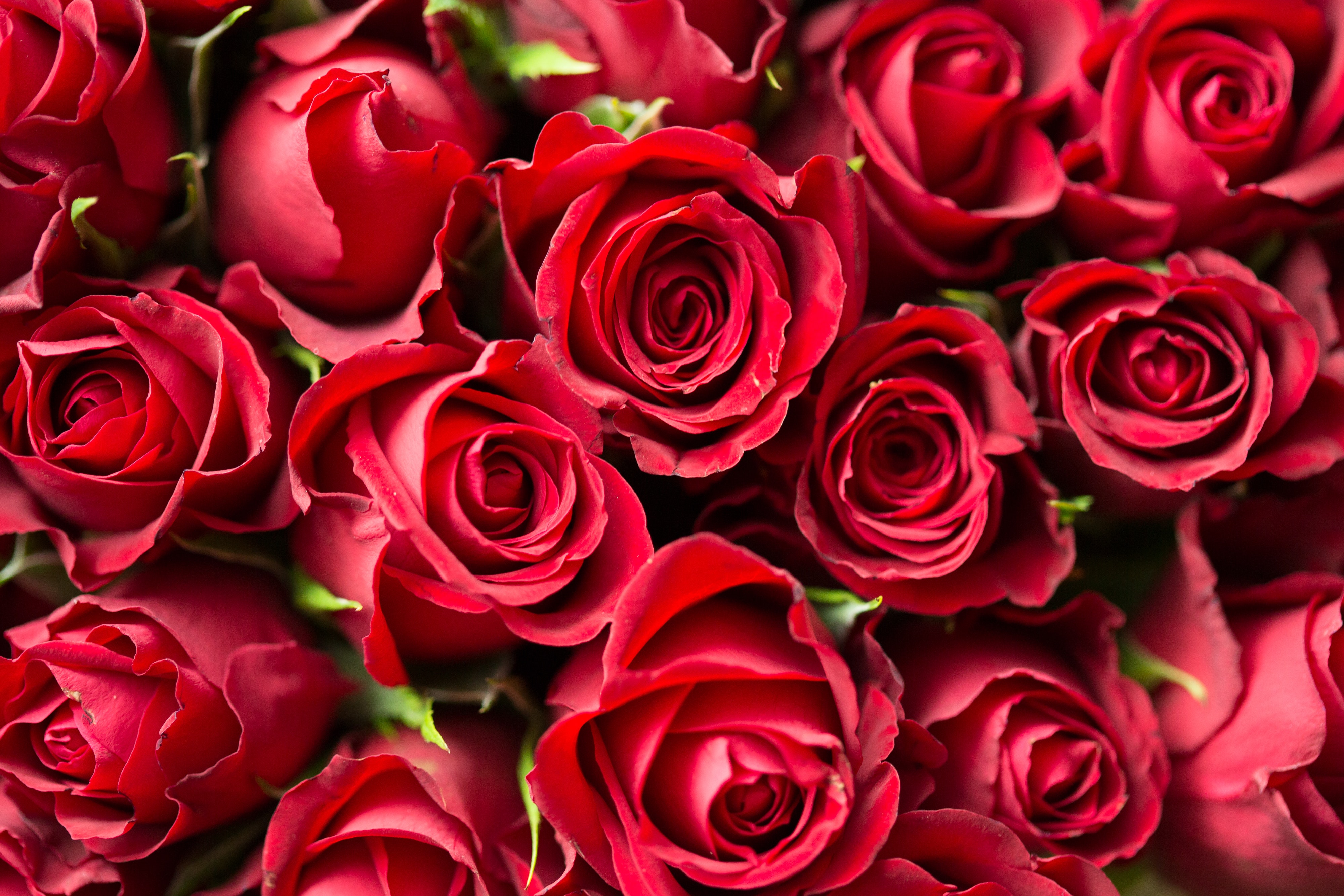 Red cheap rose day