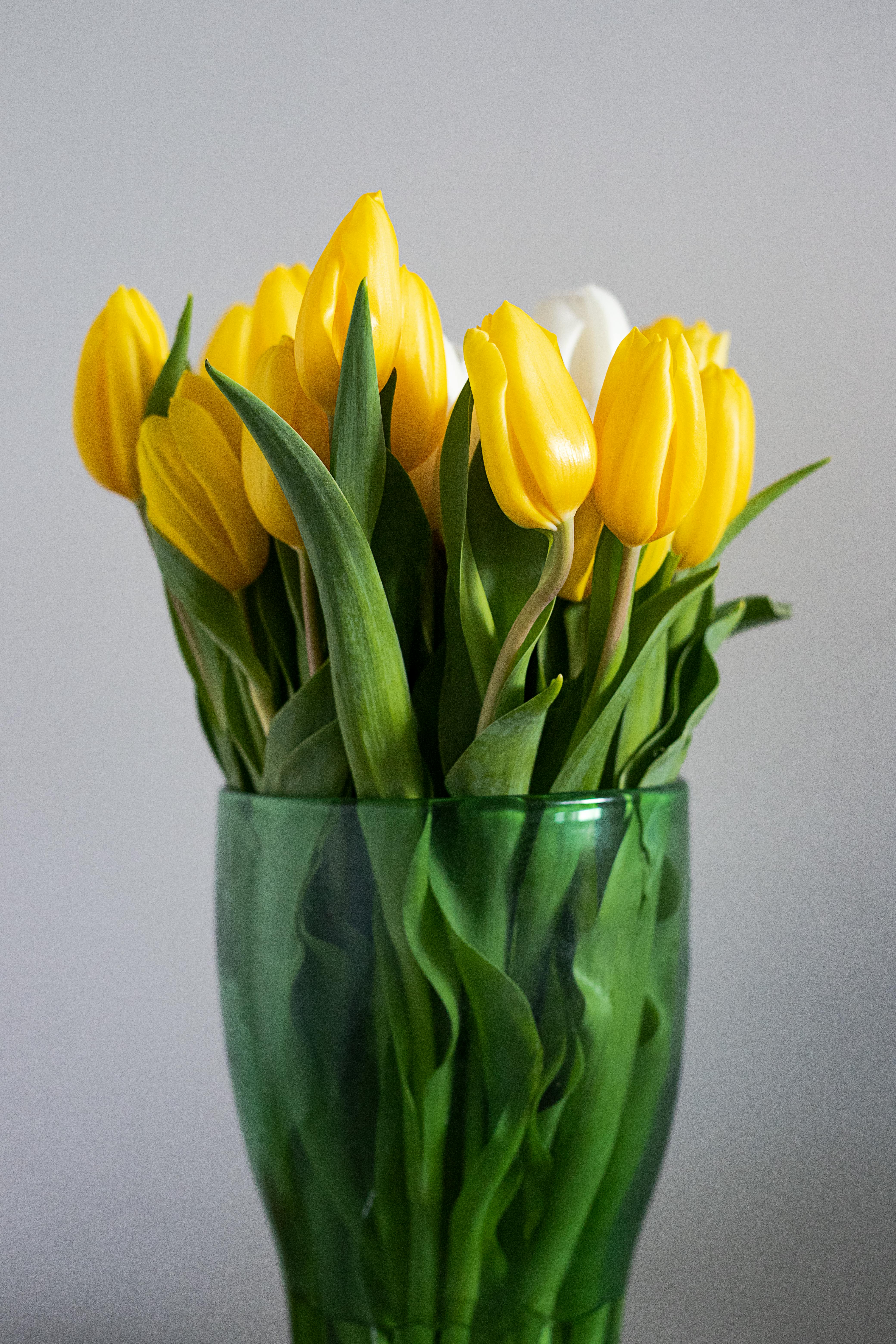 tulips by clapham flowers